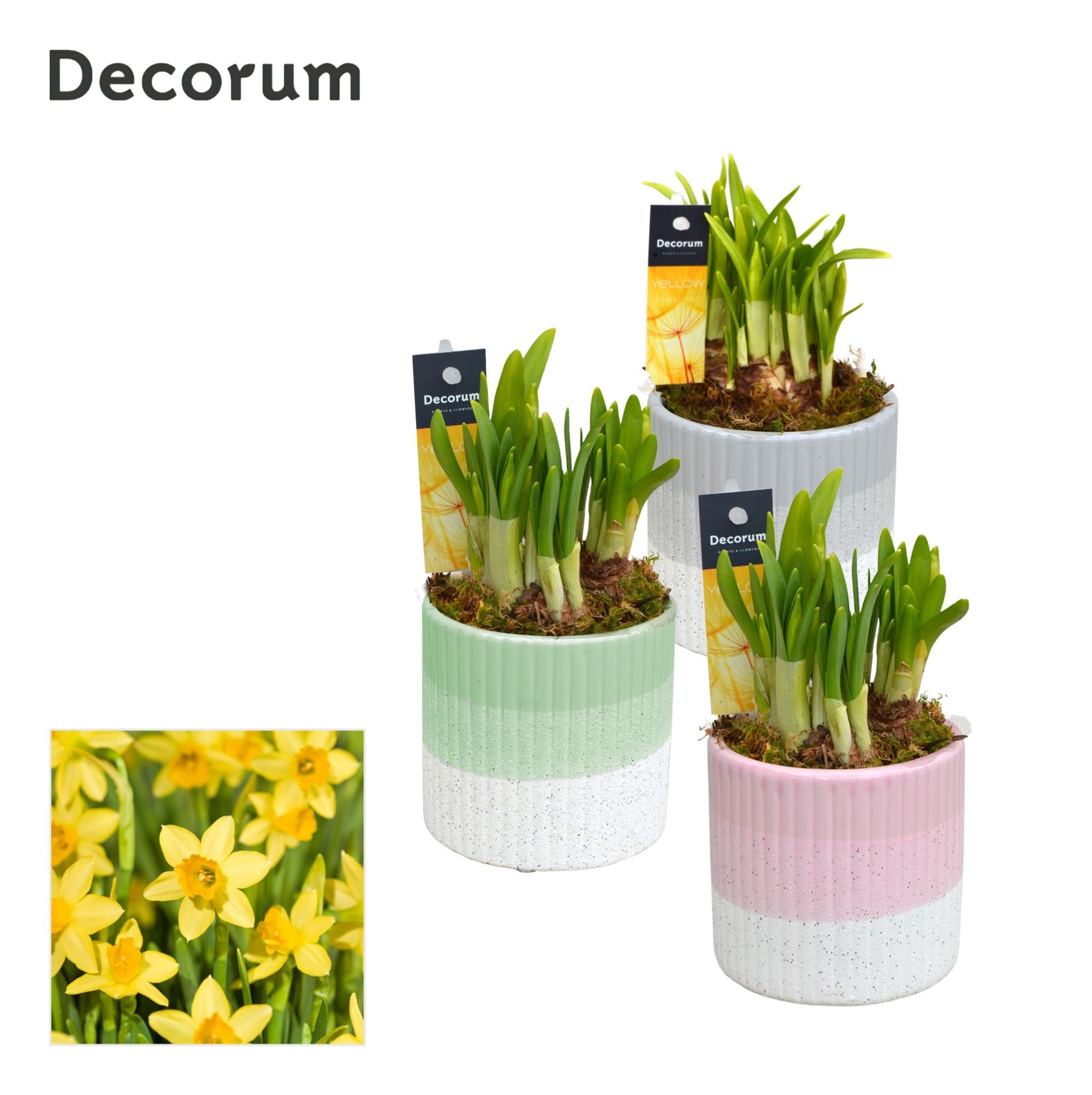 Narcis Felice GM HL12447, D 10