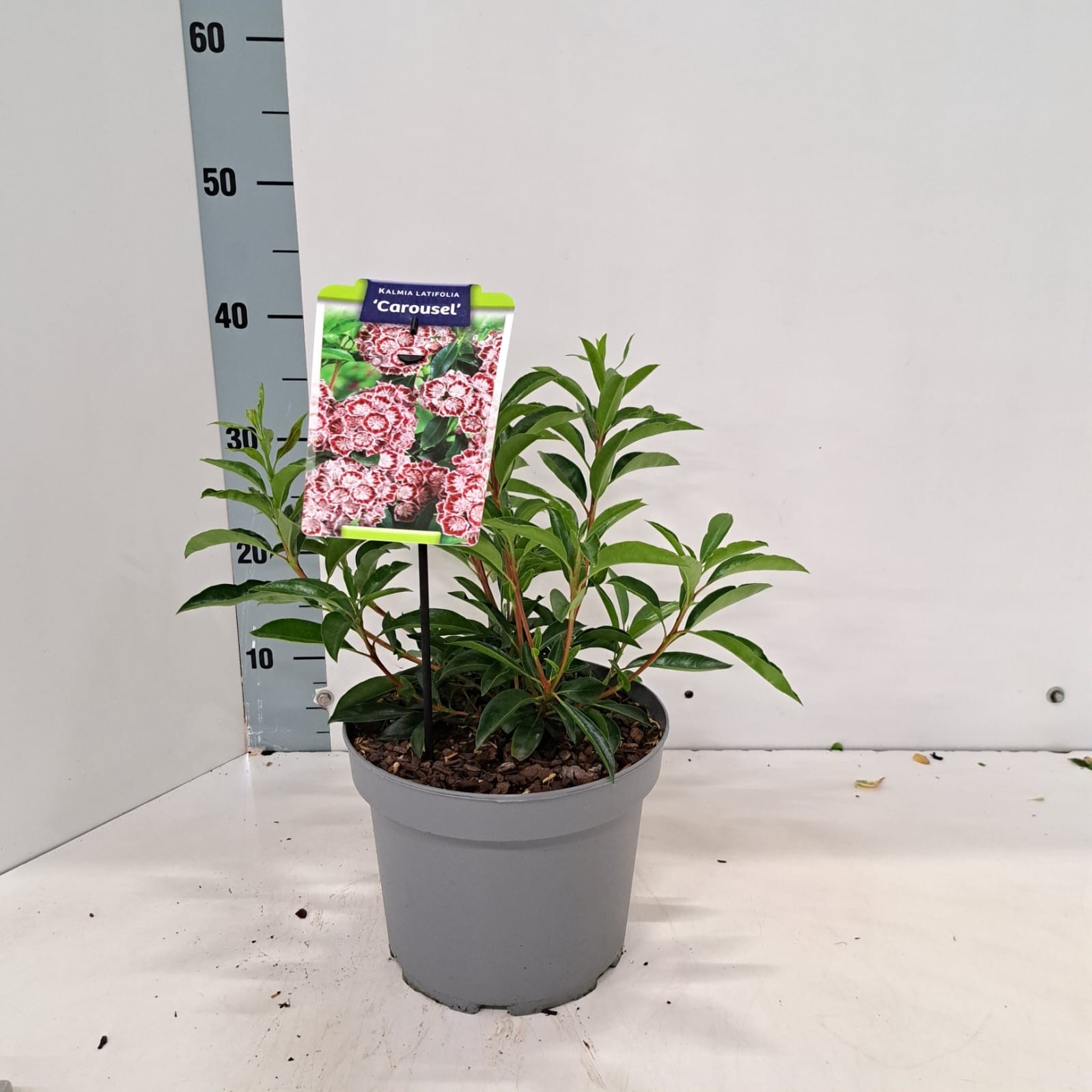 Kalmia lat. 'Carousel', D 21