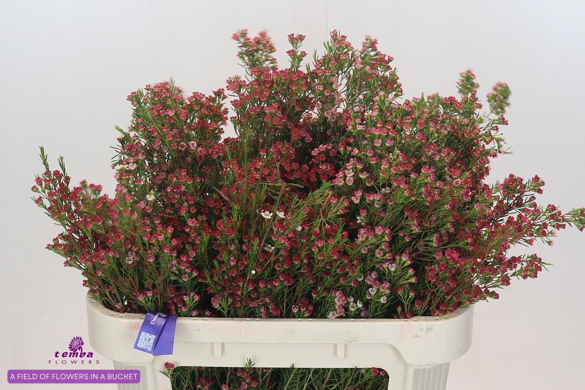 Шамелациум Май Свит Сикстин 70, шт.