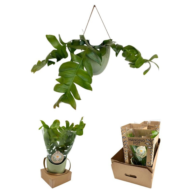 EPIPHYLLUM ANGULIGER, D 12