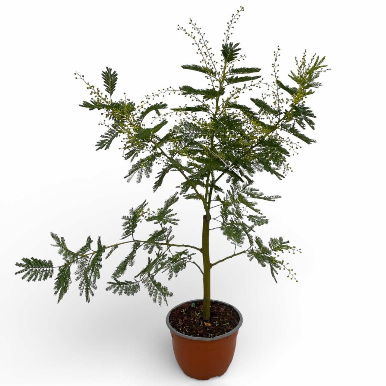 Mimosa (Acacia Dealbata) - Bonsai, D 19
