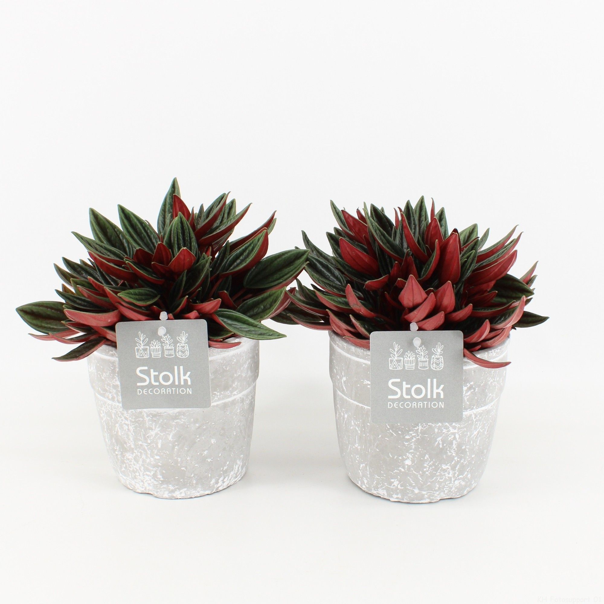 Peperomia Rosso in Stone Look Pot, D 13
