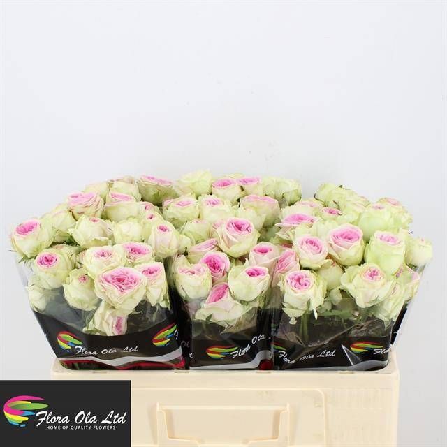 Роза куст. Джелато 50, шт.