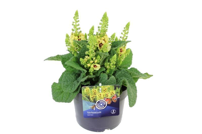 Verbascum densiflorum Dark Eyes, D 17