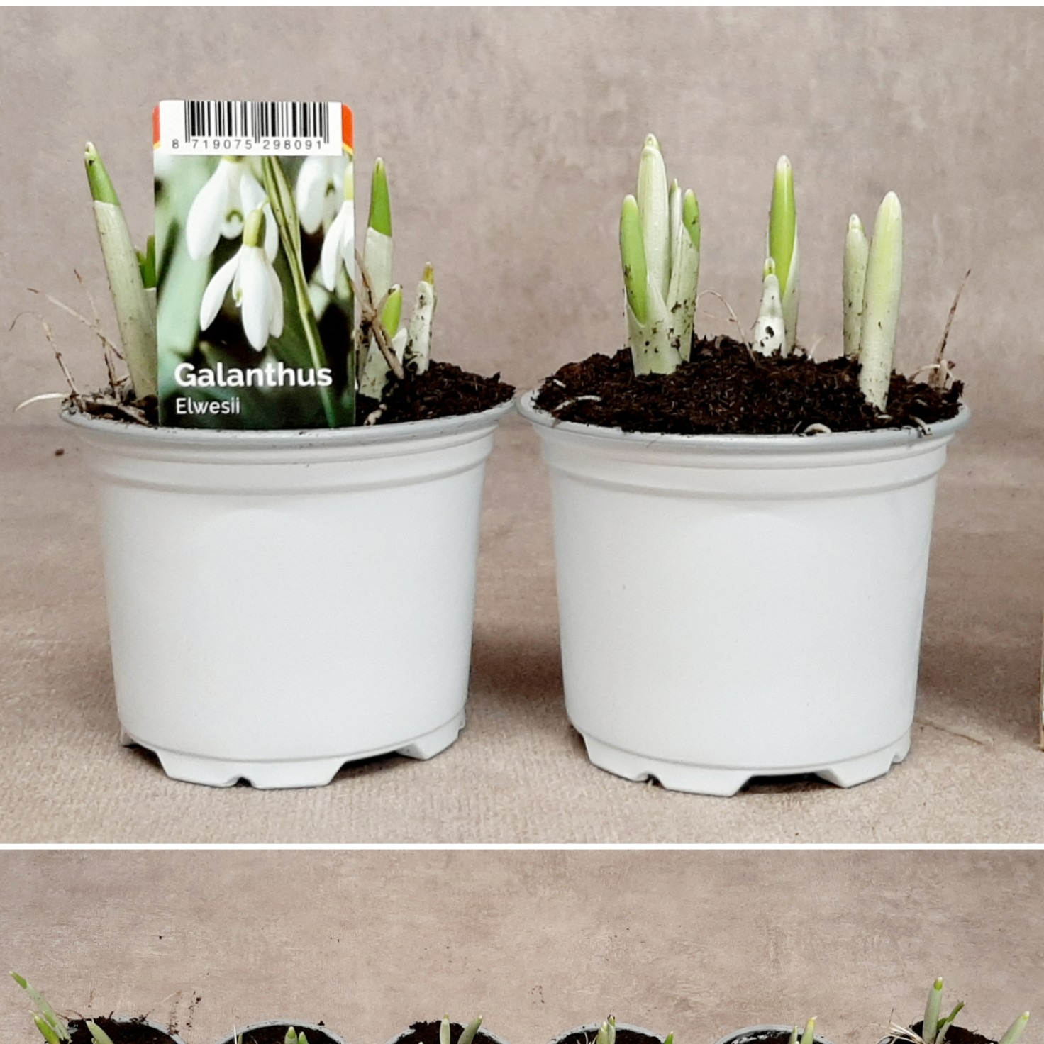 Galanthus Elwesii - 3 bollen, D 9