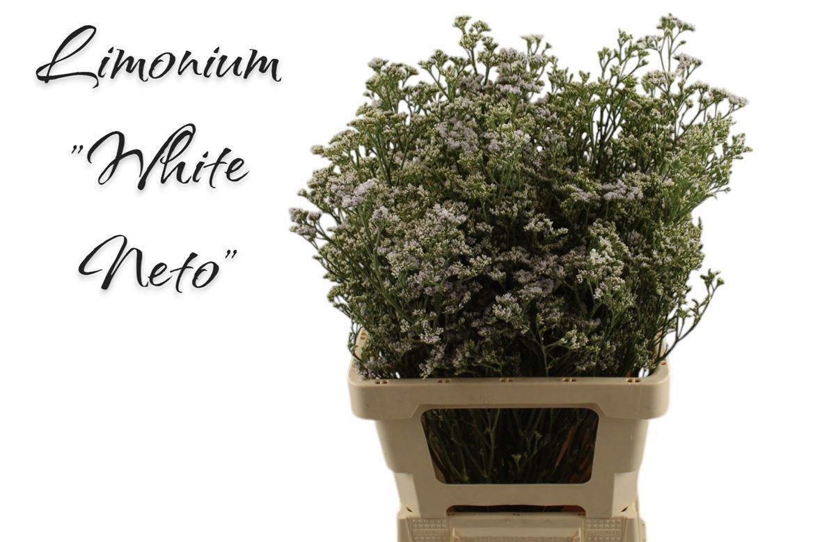 Лимониум Вайт Нето 70, шт.