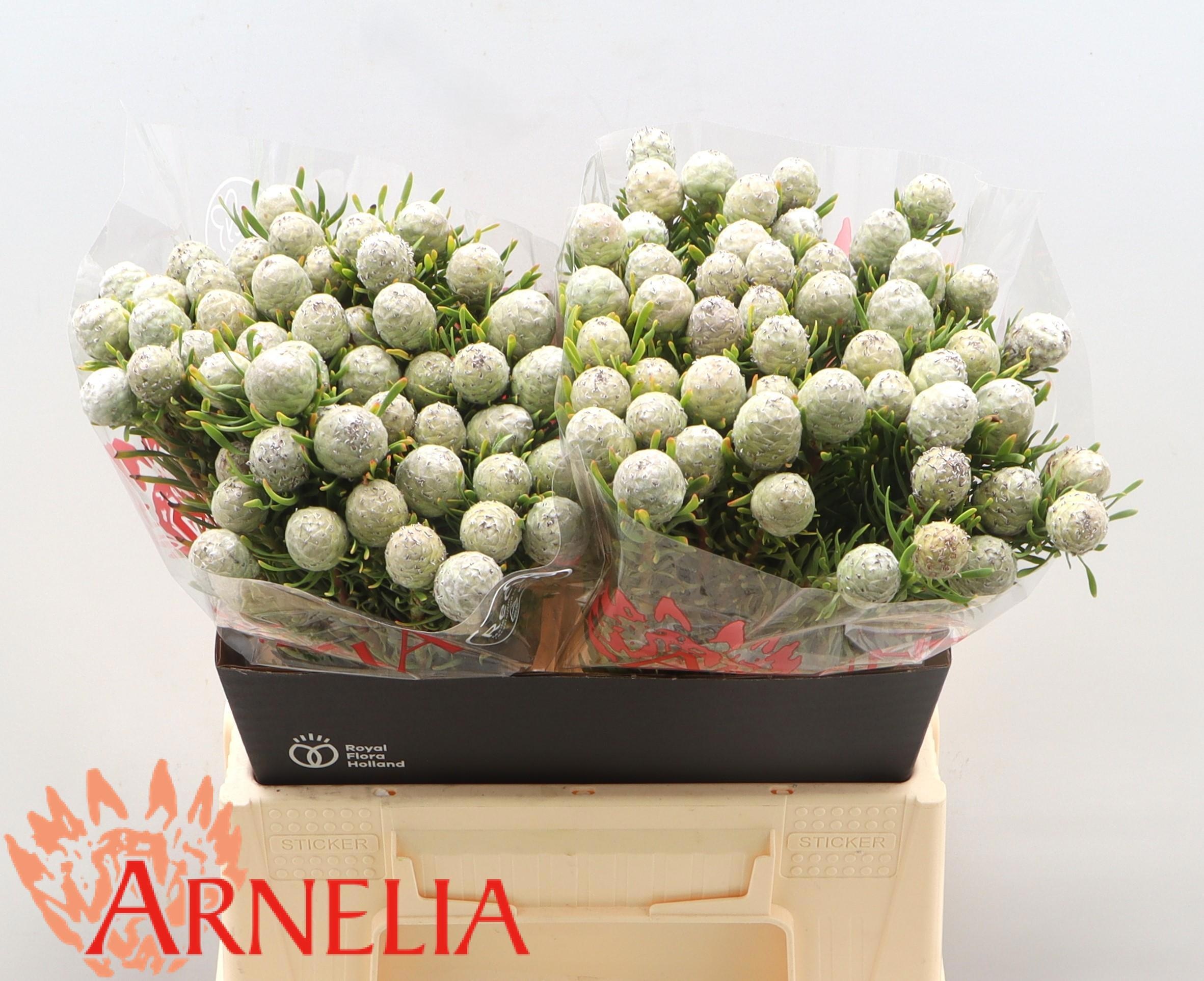 Леукадендрон Джейд Перл 40, шт.