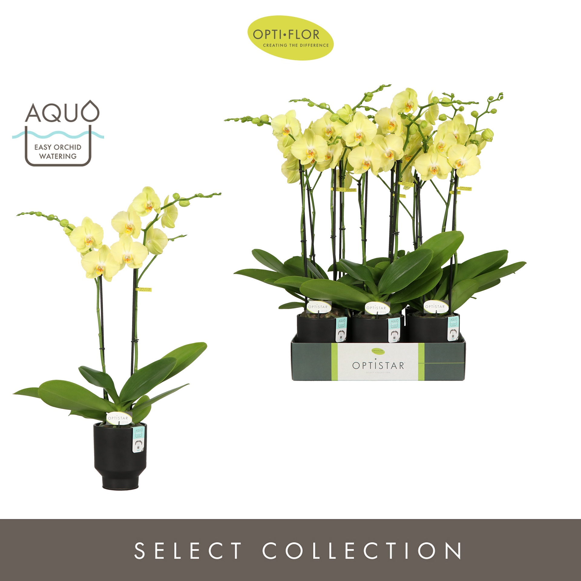 Optistar Ferrara 2 spike in Emilia Dark Brown Aquo, D 12 cm