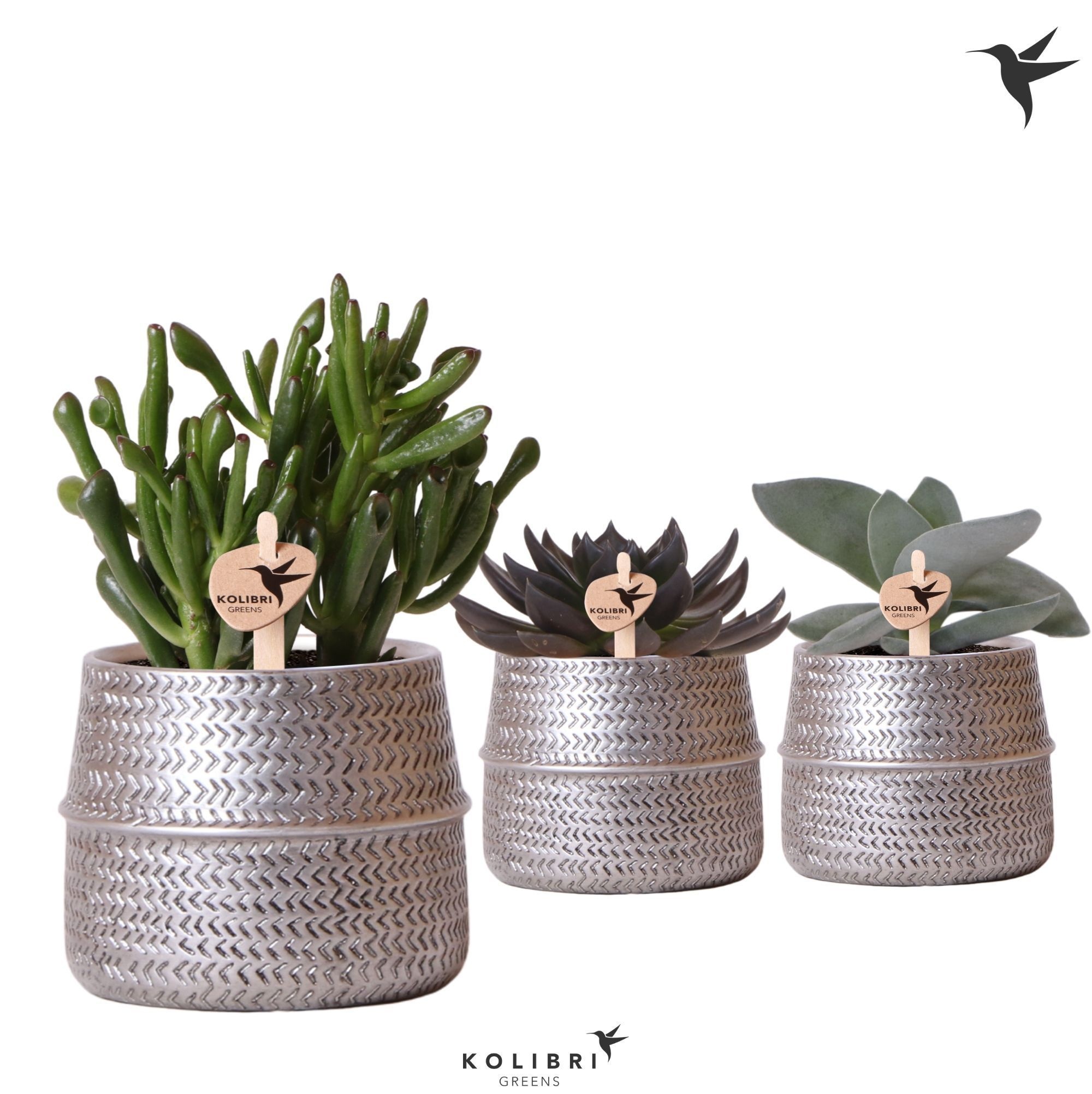 Kolibri Greens Succulenten mix in Groove pot silver, D 9