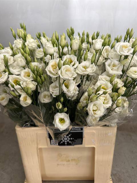 Эустома Розита Вайт 60 (бел.), шт.