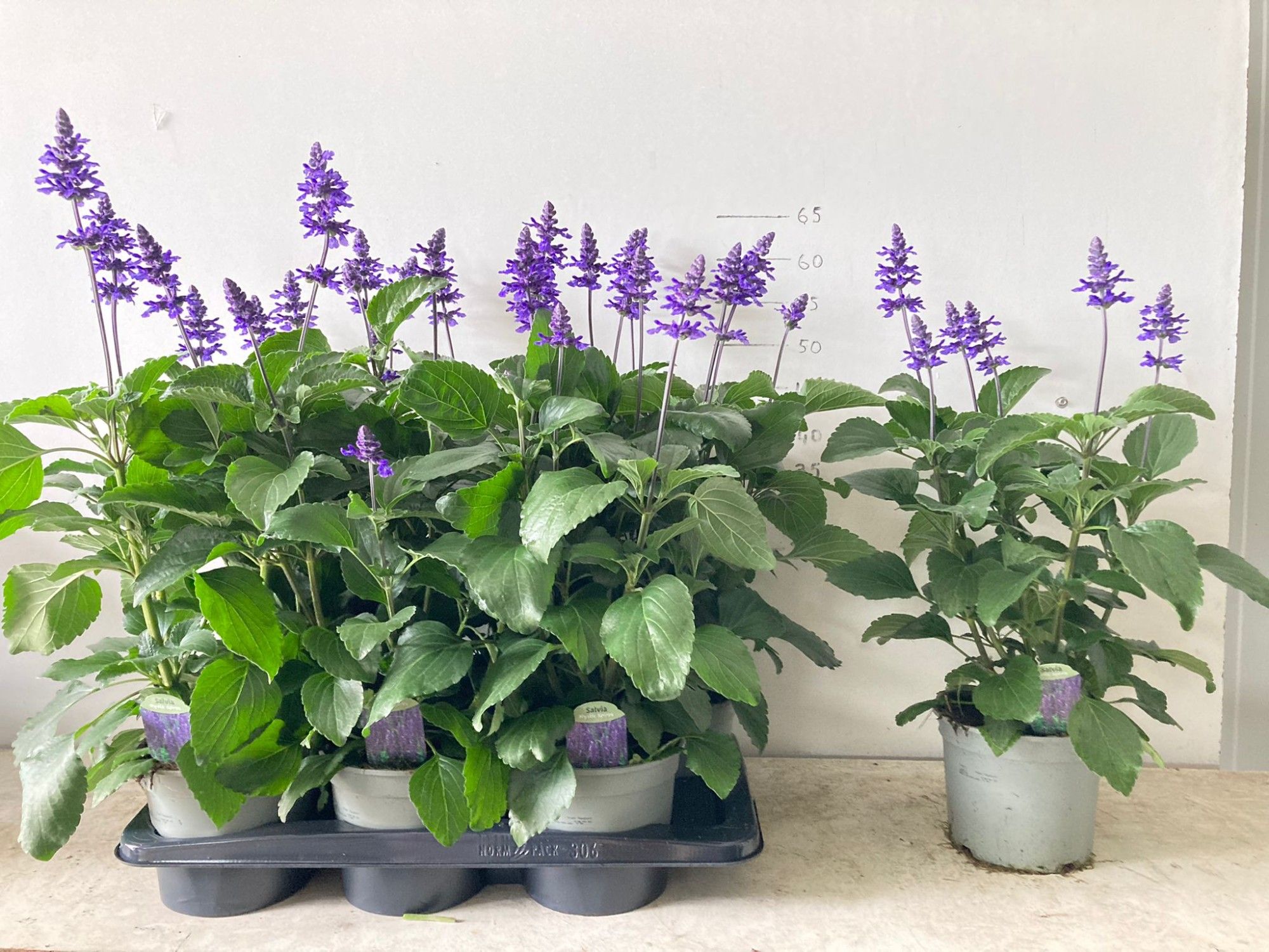 472 DM : Pot 17 cm Salvia Mystic Spires, D 17