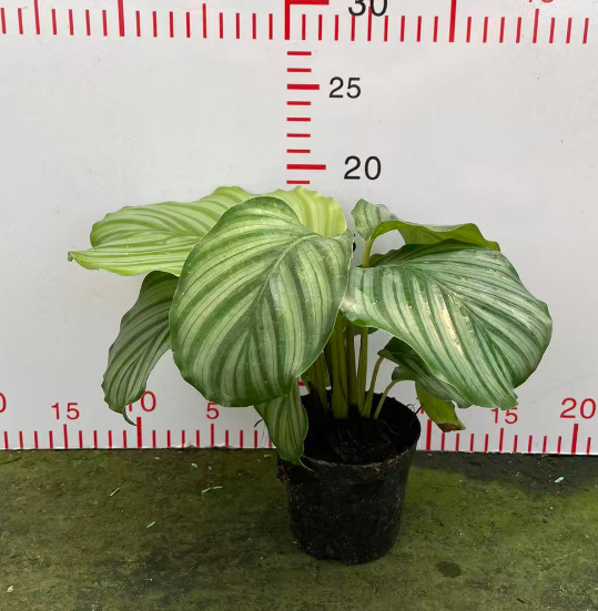 Калатея орбифолия 9 20