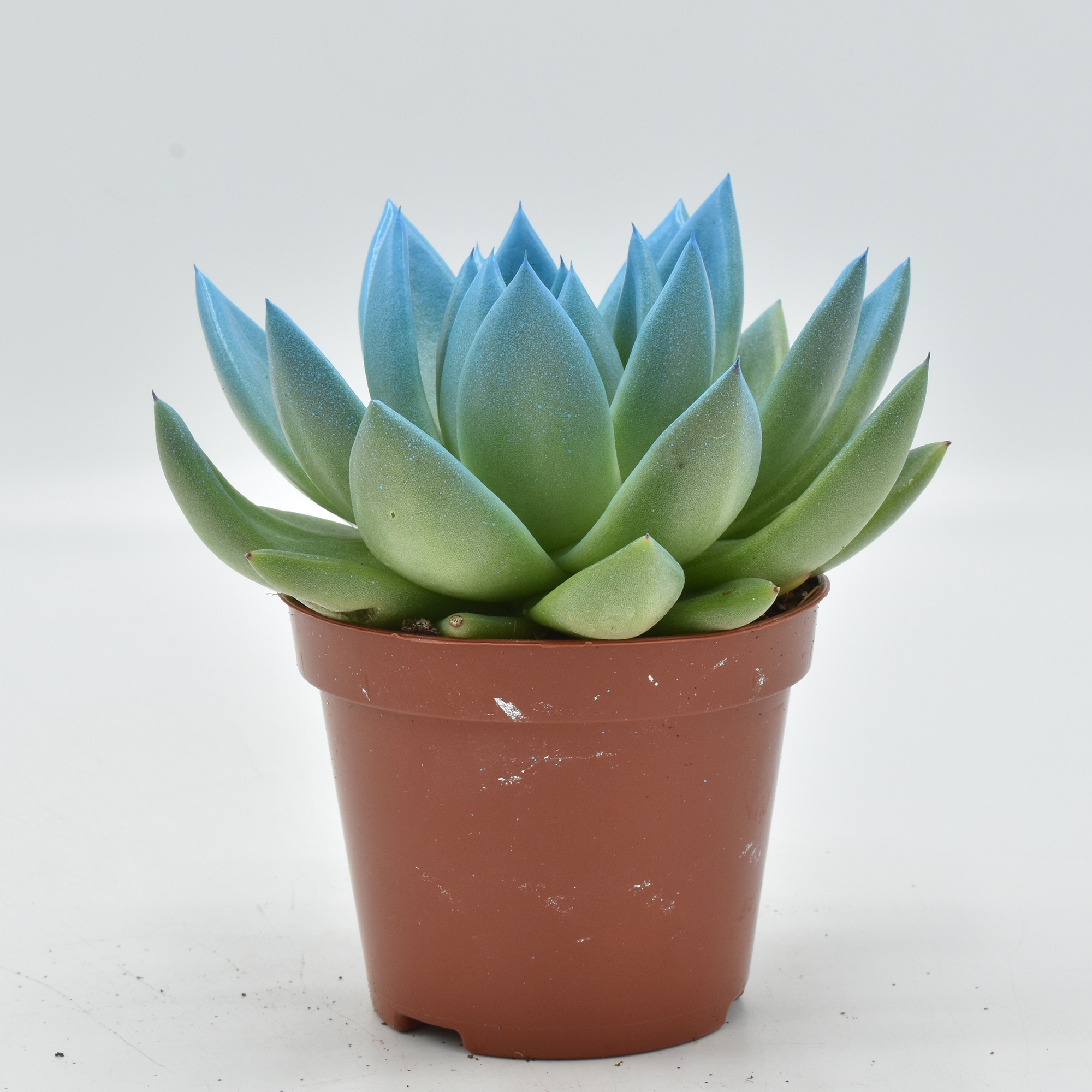 Miranda coloured light blue festival, D 8,5