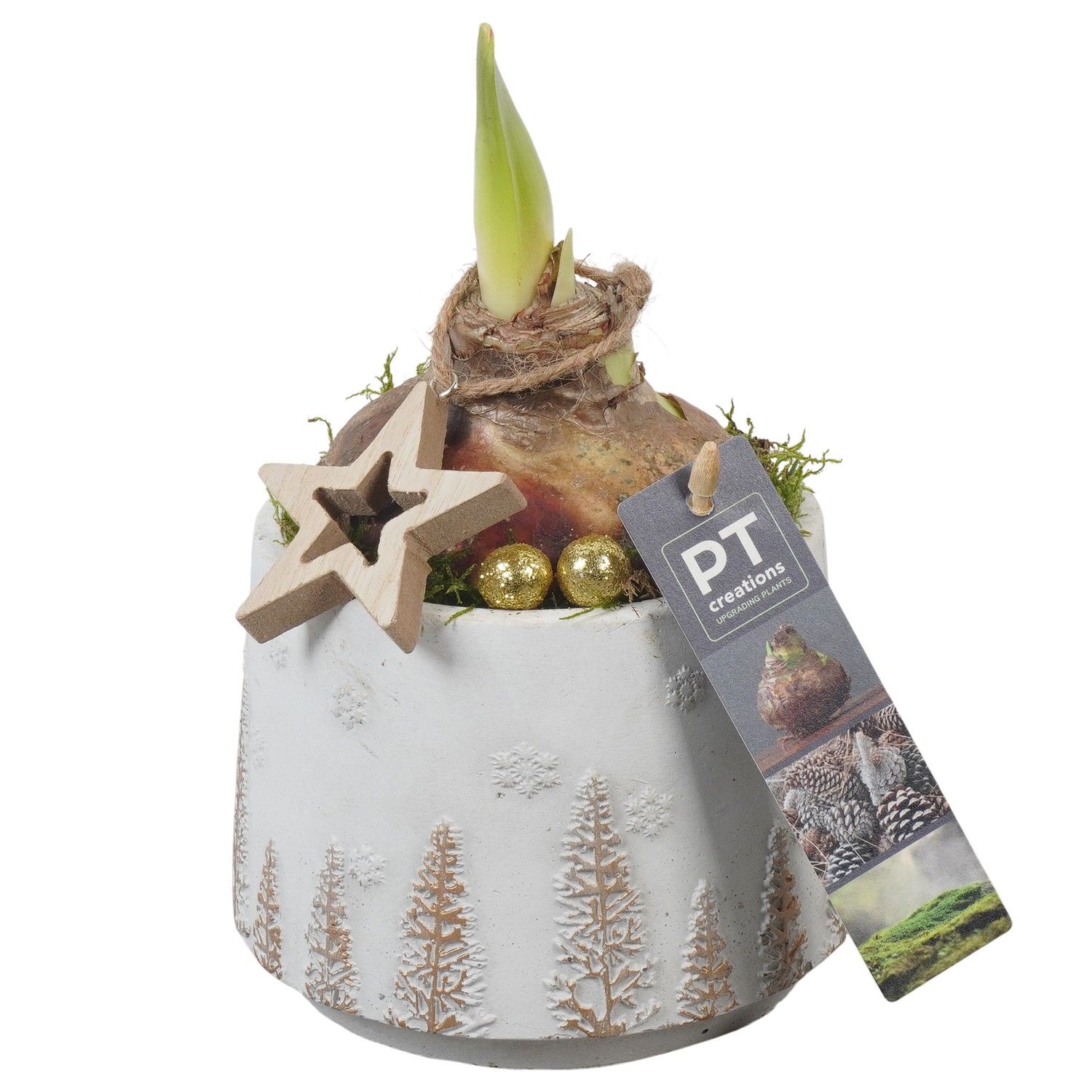 PTACH5841 Arrangement Amaryllis Christmas in beton pot, D 13 cm PTACH5841 Arrangement Amaryllis Christmas in beton pot, D 13 cm