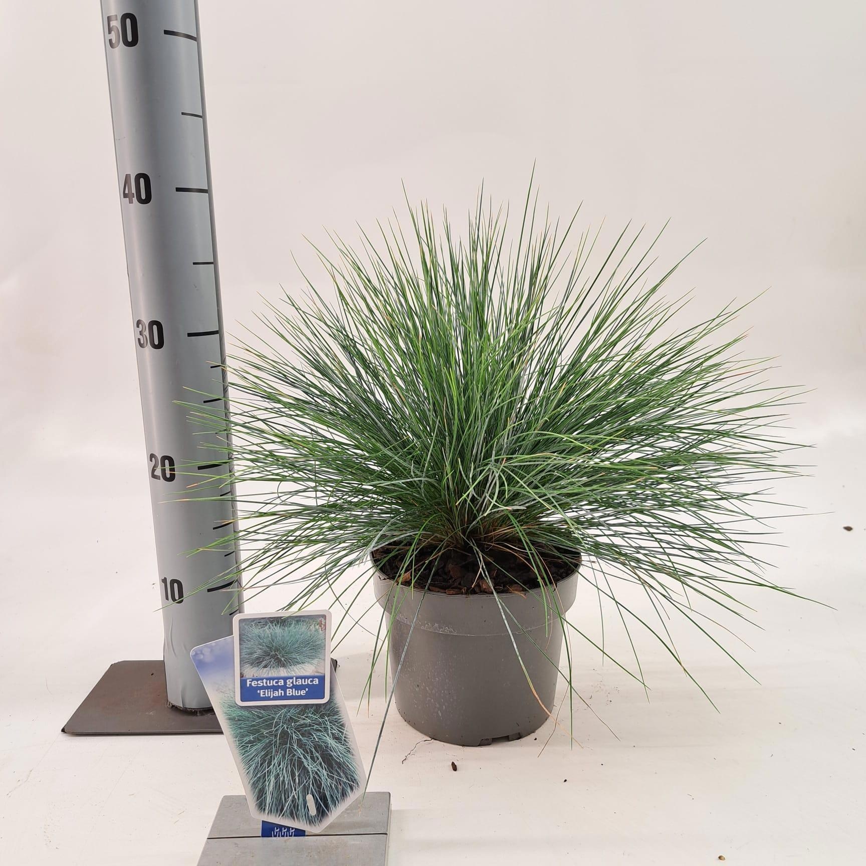 Festuca glauca 'Elijah Blue', D 17