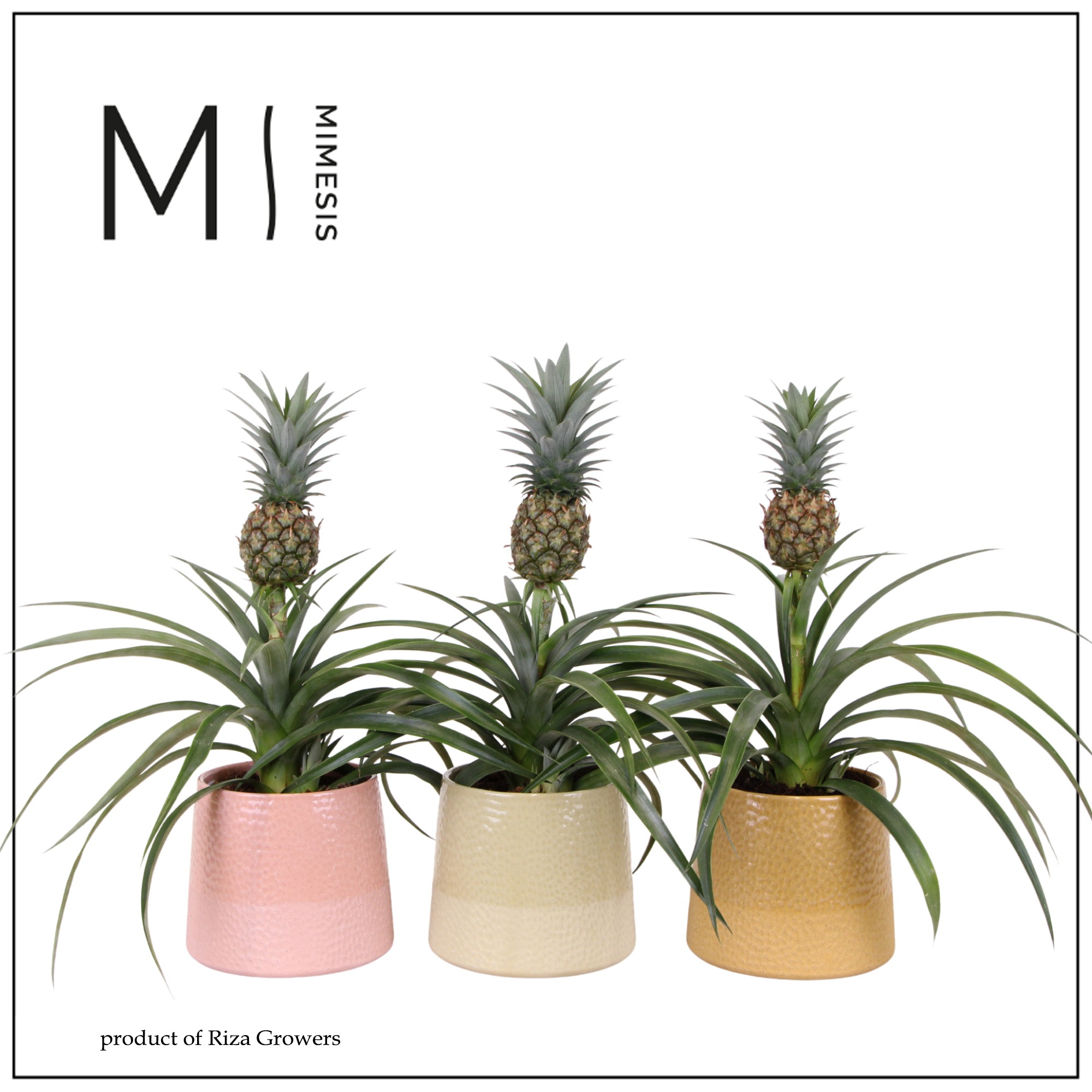 Ananas Mi Amigo - 12cm in Bonitas | Mimesis, D 12