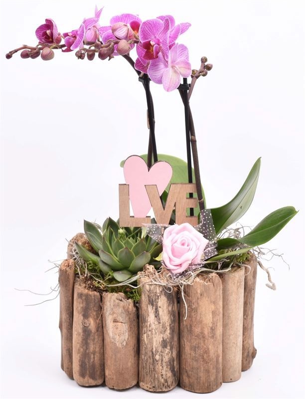 Druivenhout ovaal 21x14.5cm, D 21