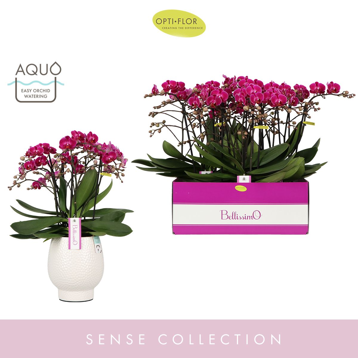 Bellissimo Amore in Abruzzo White Aquo, D 15 cm