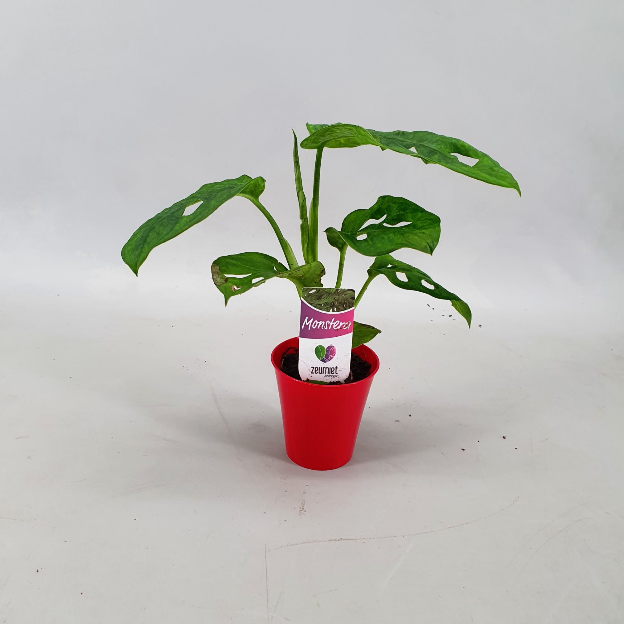 Monstera Monkey Leaf Mini in Linge pot Rood, D 6,5