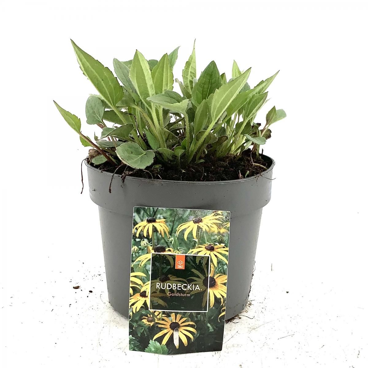 Rudbeckia f. 'Goldsturm', D 17 cm