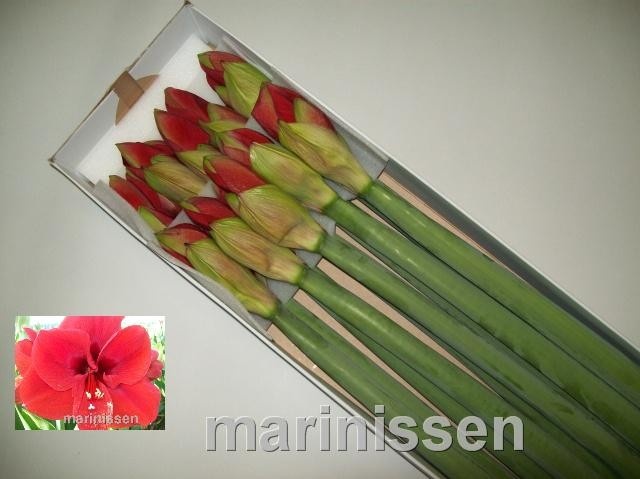 Амарилис Феррари (красн.) x10, шт.