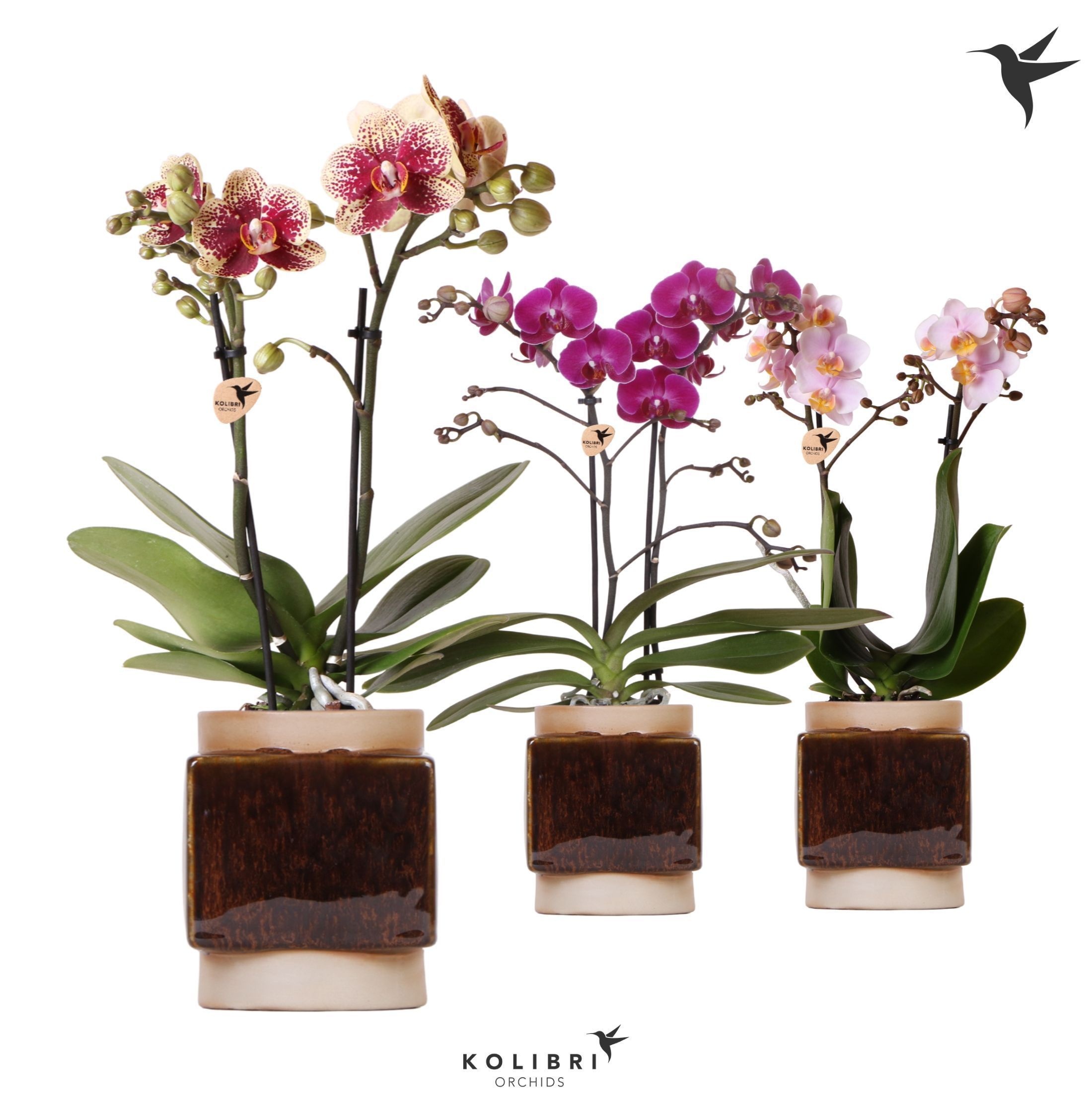 Kolibri Orchids Phalaenopsis mix 2 spike in Classy Cube pot, D 9