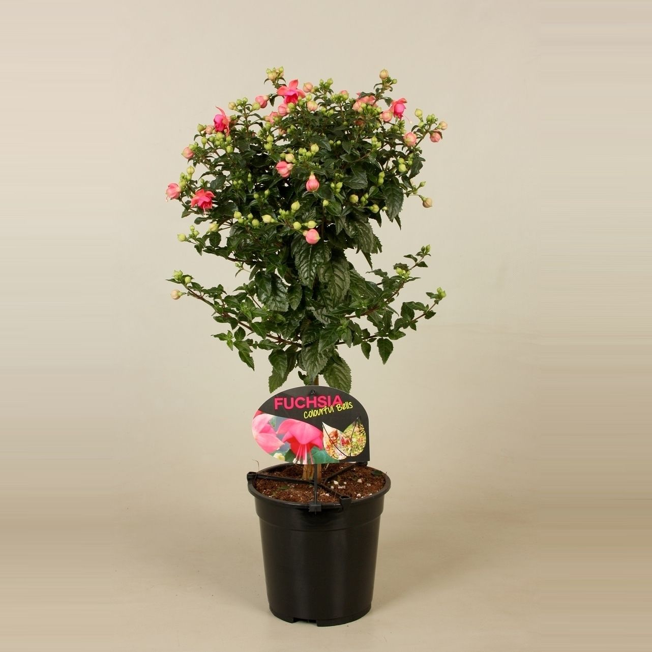 Stamfuchsia Tarbes Jollies, D 19