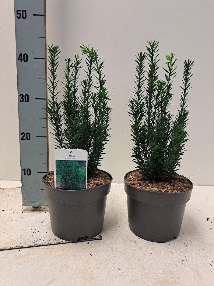 Taxus media 'Hilli' C2, D 17