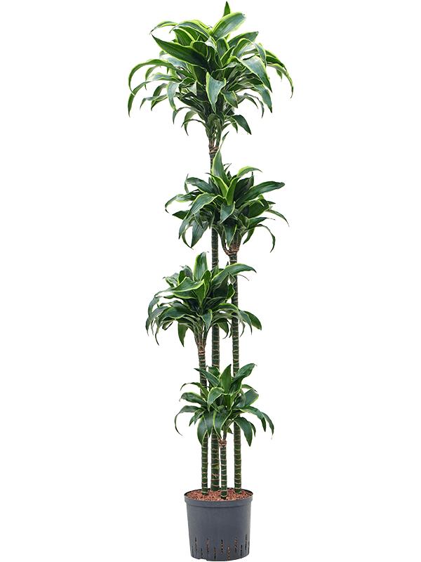 Dracaena fragrans 'Dorado', D 22