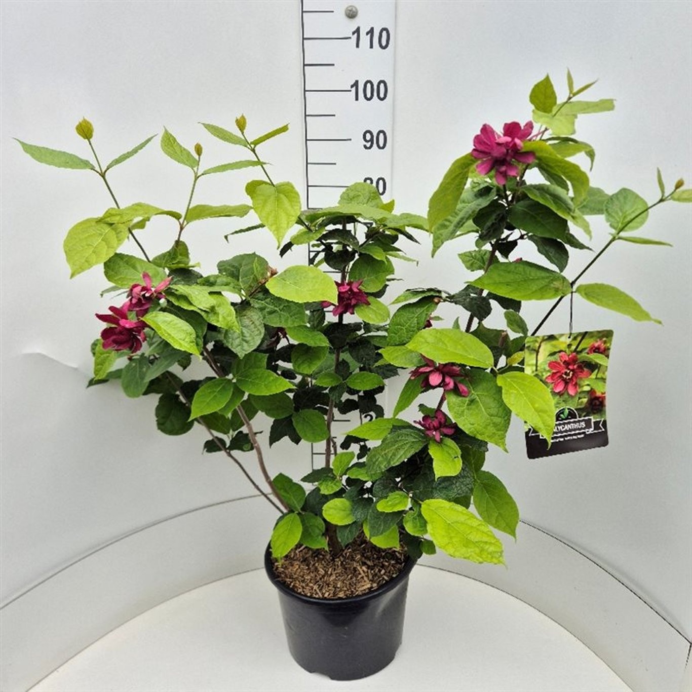 Calycanthus r. 'Hartlage Wine', D 32