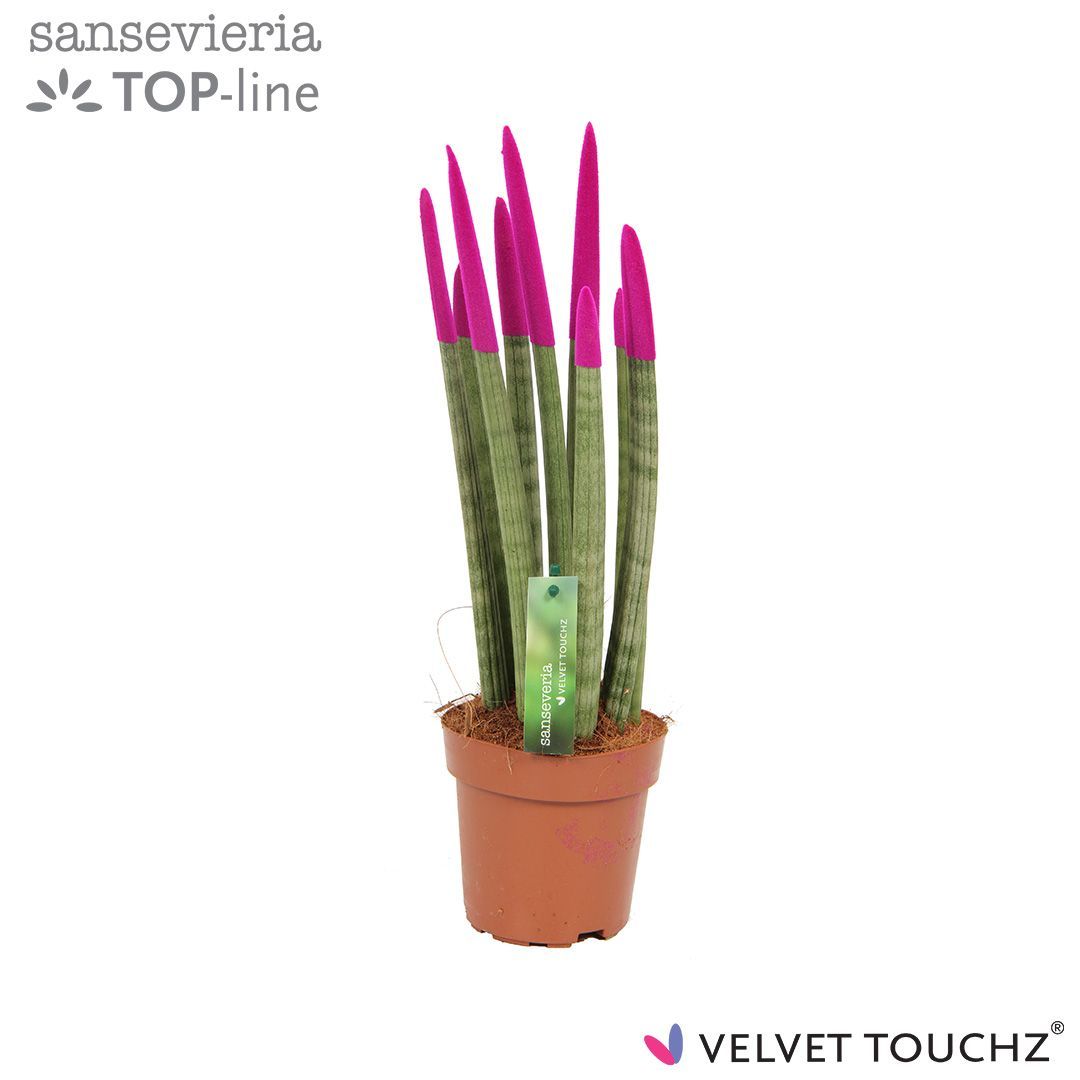 Sansevieria VELVET TOUCHZ® Fuchsia, D 12