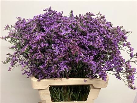 Лимониум Мейн Блю 60, шт.