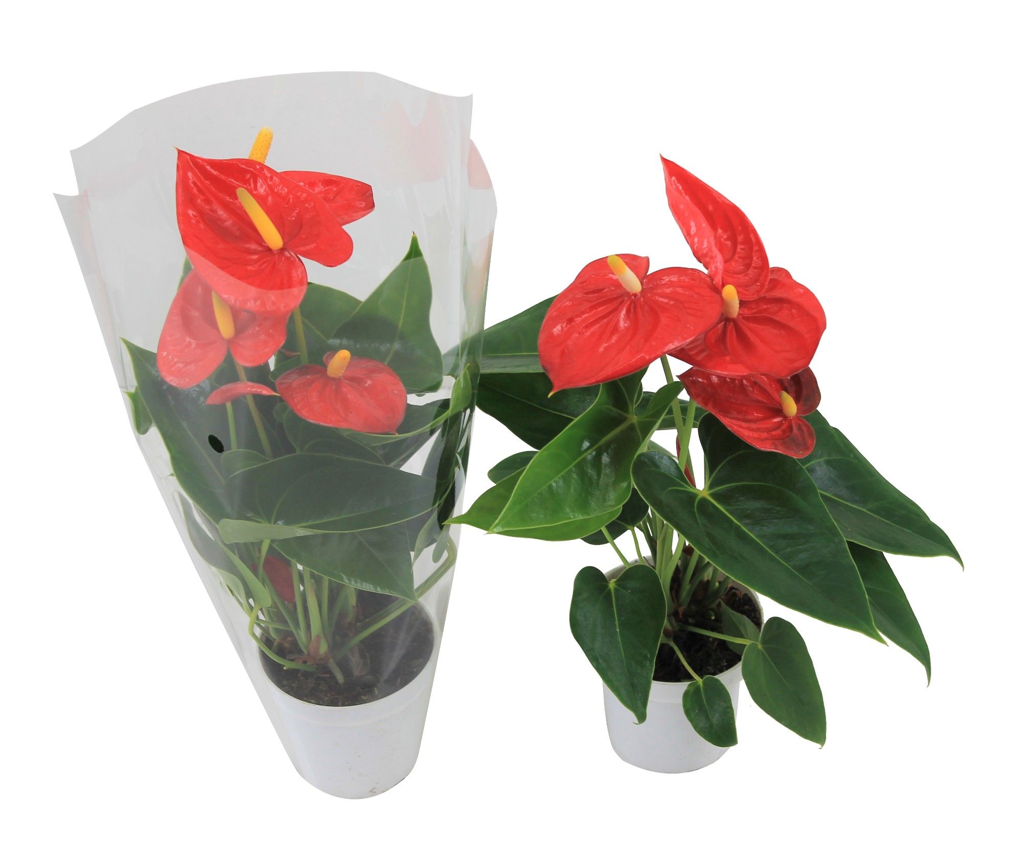Anthurium XL.10 Mauii Red 9cm met blanco hoes, D 9