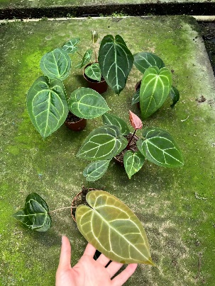 Антуриум Крйстал Микс 10 23