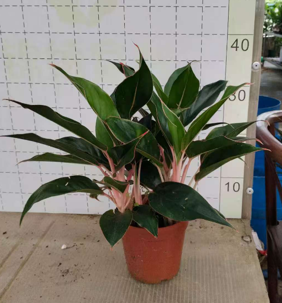 Аглаонема блэк липстик 14 40 14 35