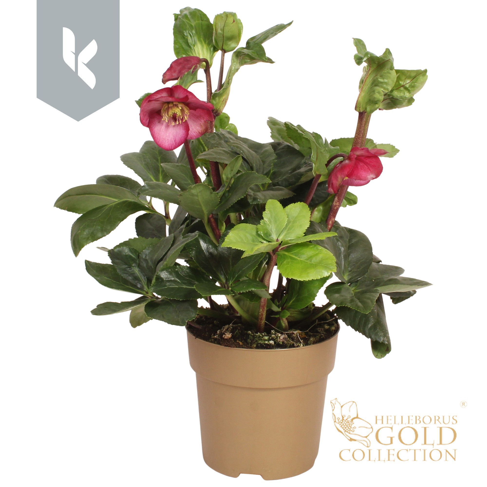 HGC Helleborus Winter Ballet Leila in gouden pot, D 15 cm