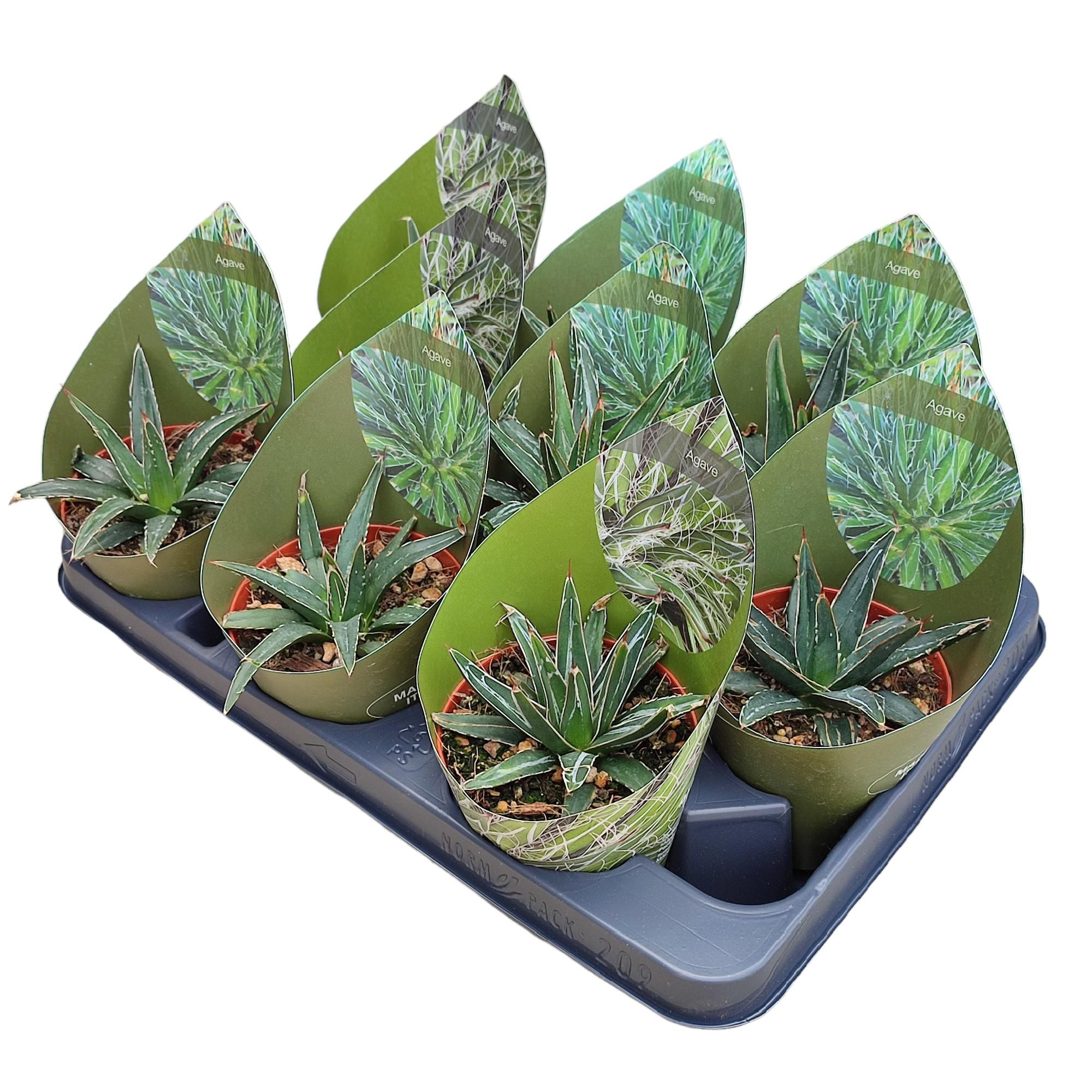 AGAVE VICTORIAE REGINAE POT Ø 10,5 WITH POTCOVER (SUCCULENTEN), D 10,5