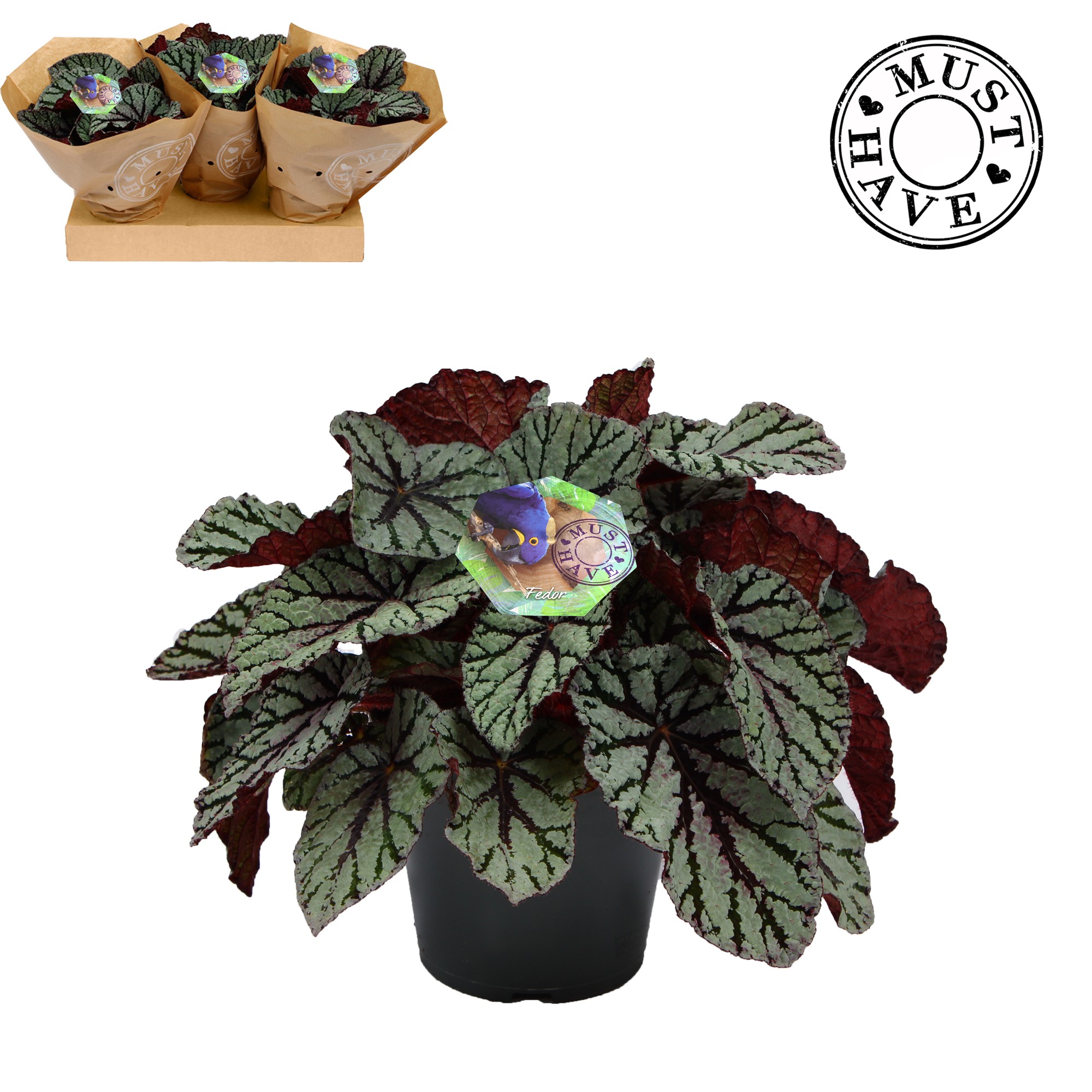 Bladbegonia Rex 17 Fedor Must Have, D 17