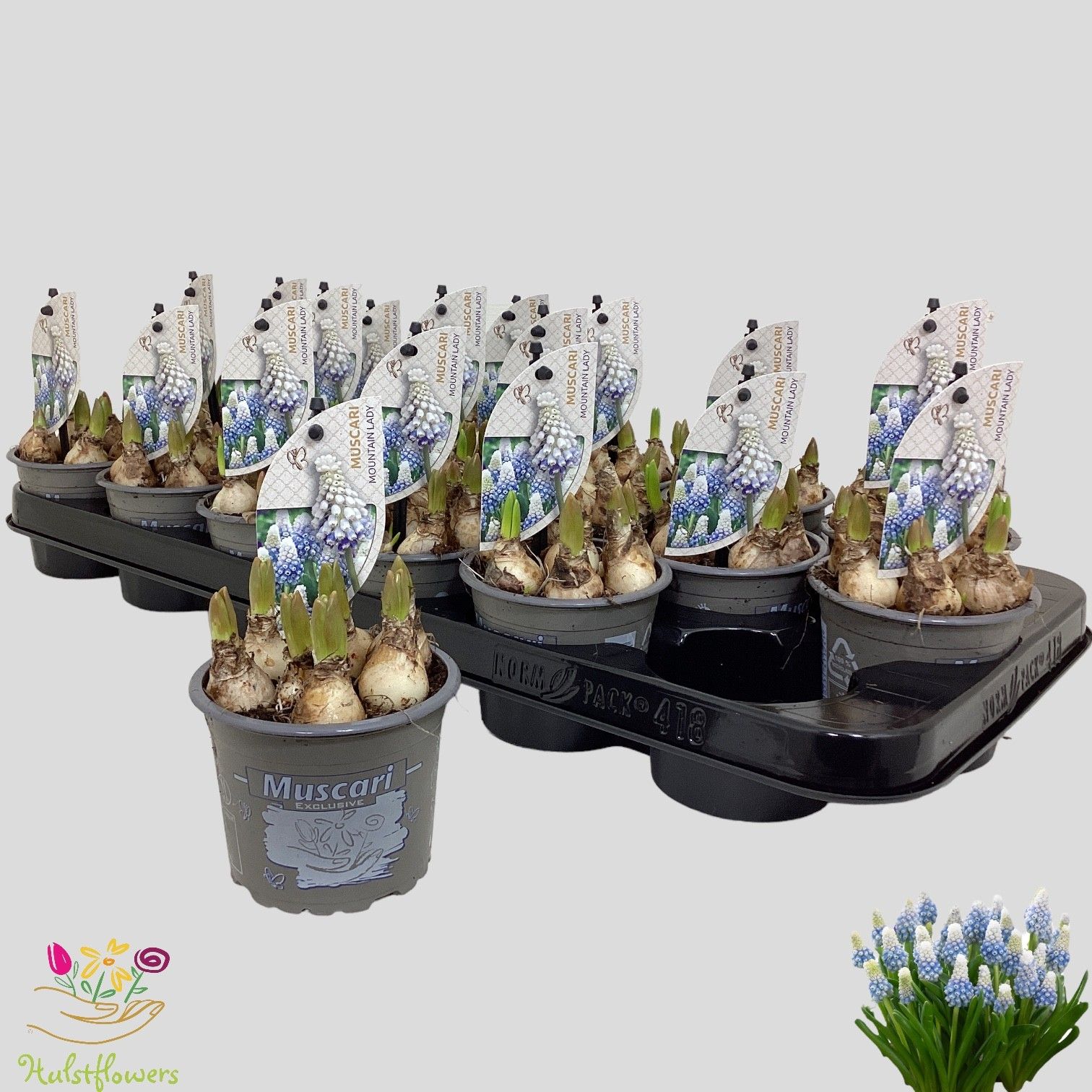 Muscari 'Mountain Lady', D 9