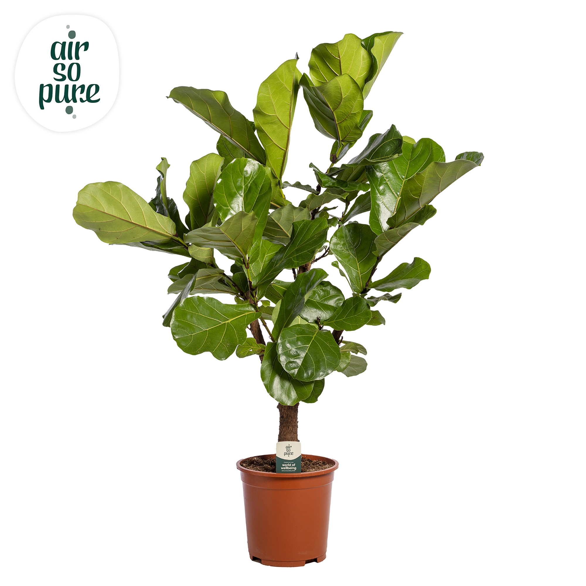 Ficus Lyrata Vertakt p24, D 24
