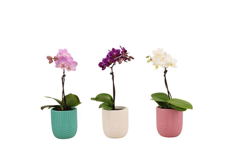 Mila p06 mix Phal Tiny Dolls mix 1T07+ Aqu@, D 6