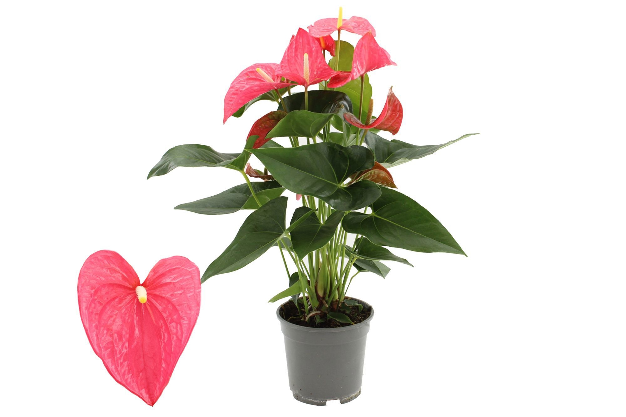 Anthurium 17 cm Maine in transparant sleeve, D 17
