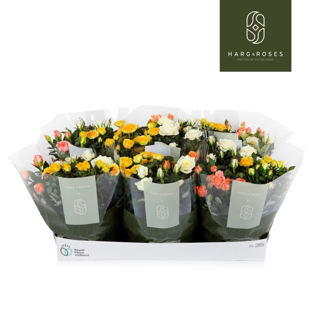 Rosa Kordana Pastel mix schalen (3 Kleuren Mix), D 21