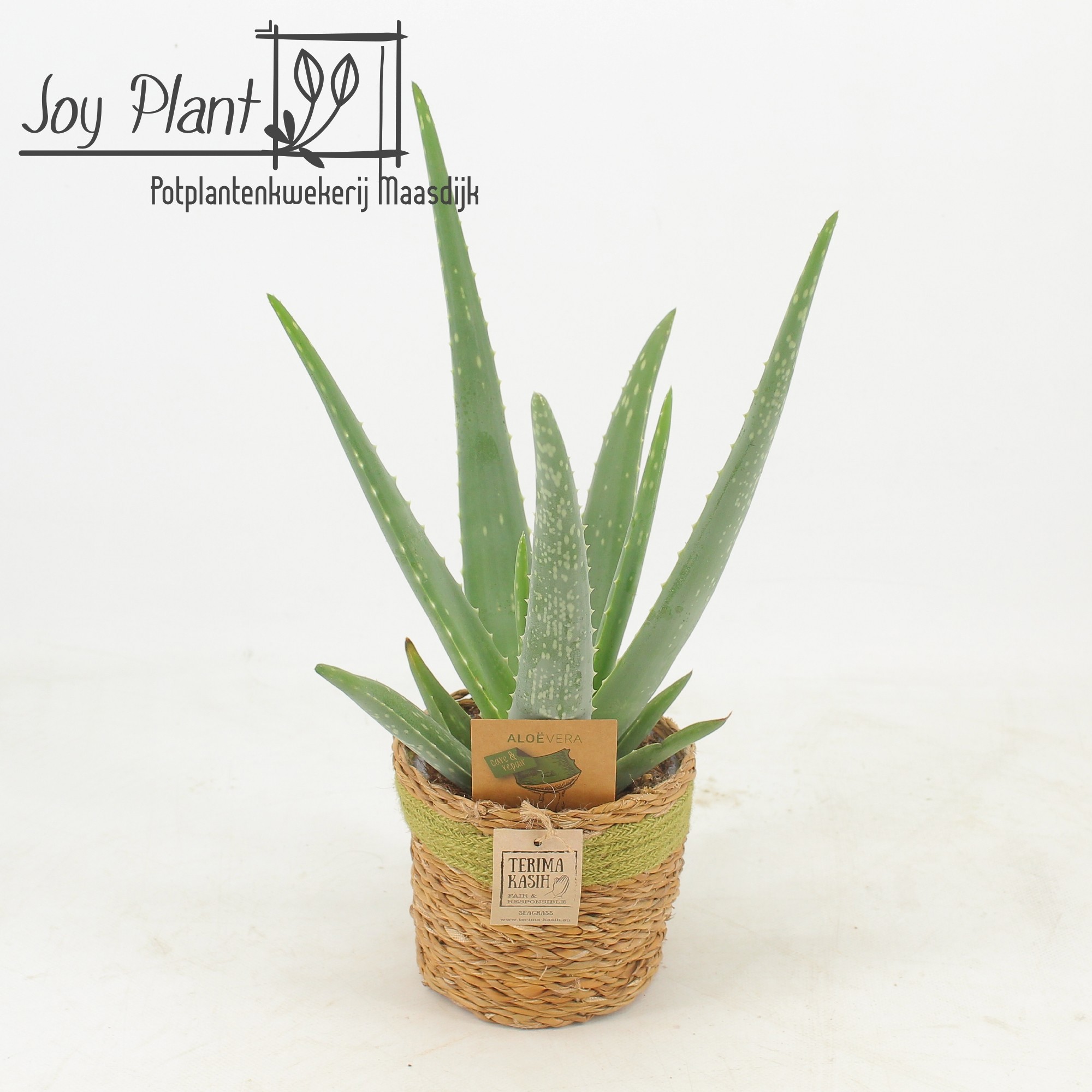 Aloe Vera P12 Mand Gaby Green, D 13 cm