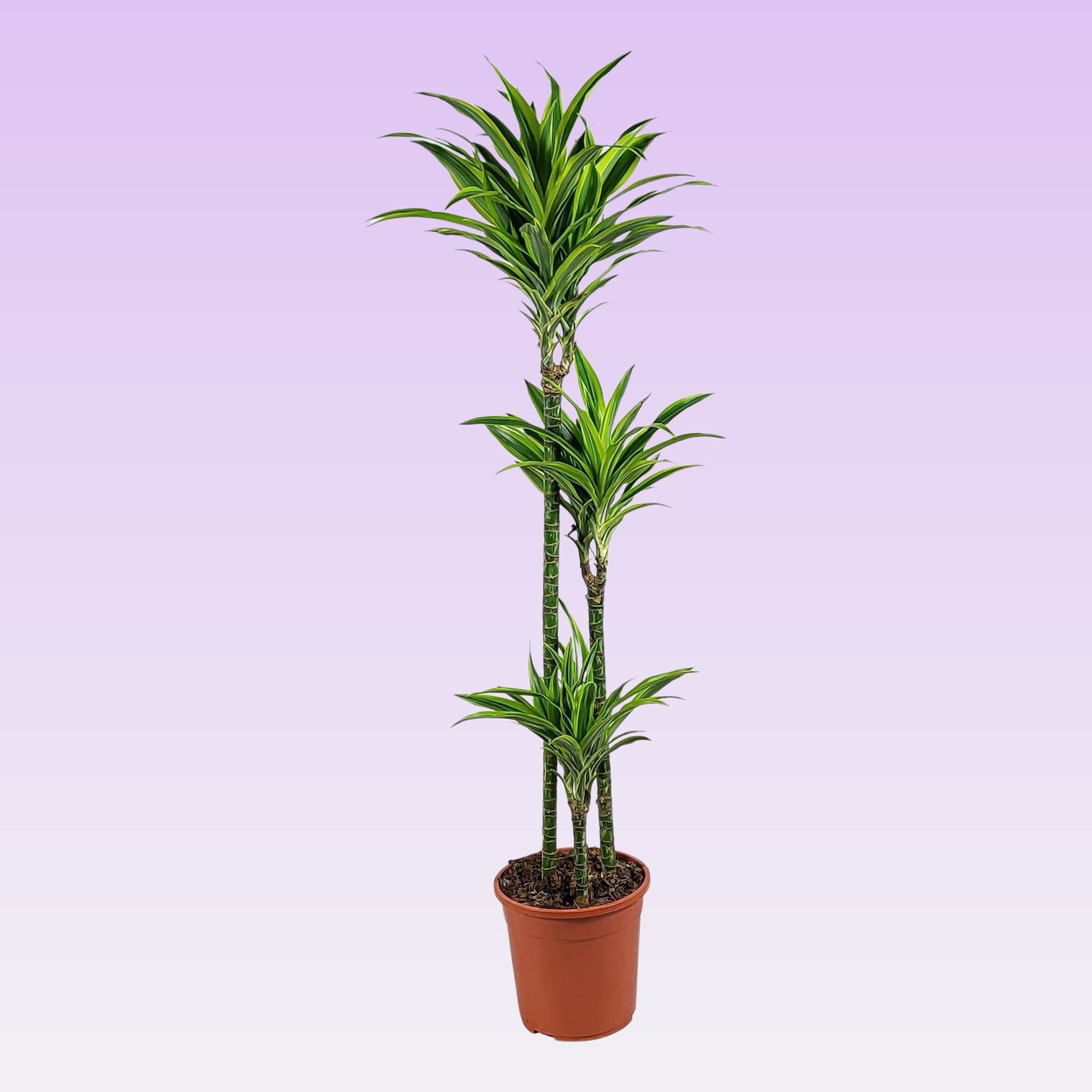 Dracaena lemon lime 90-60-30 140cm, D 24