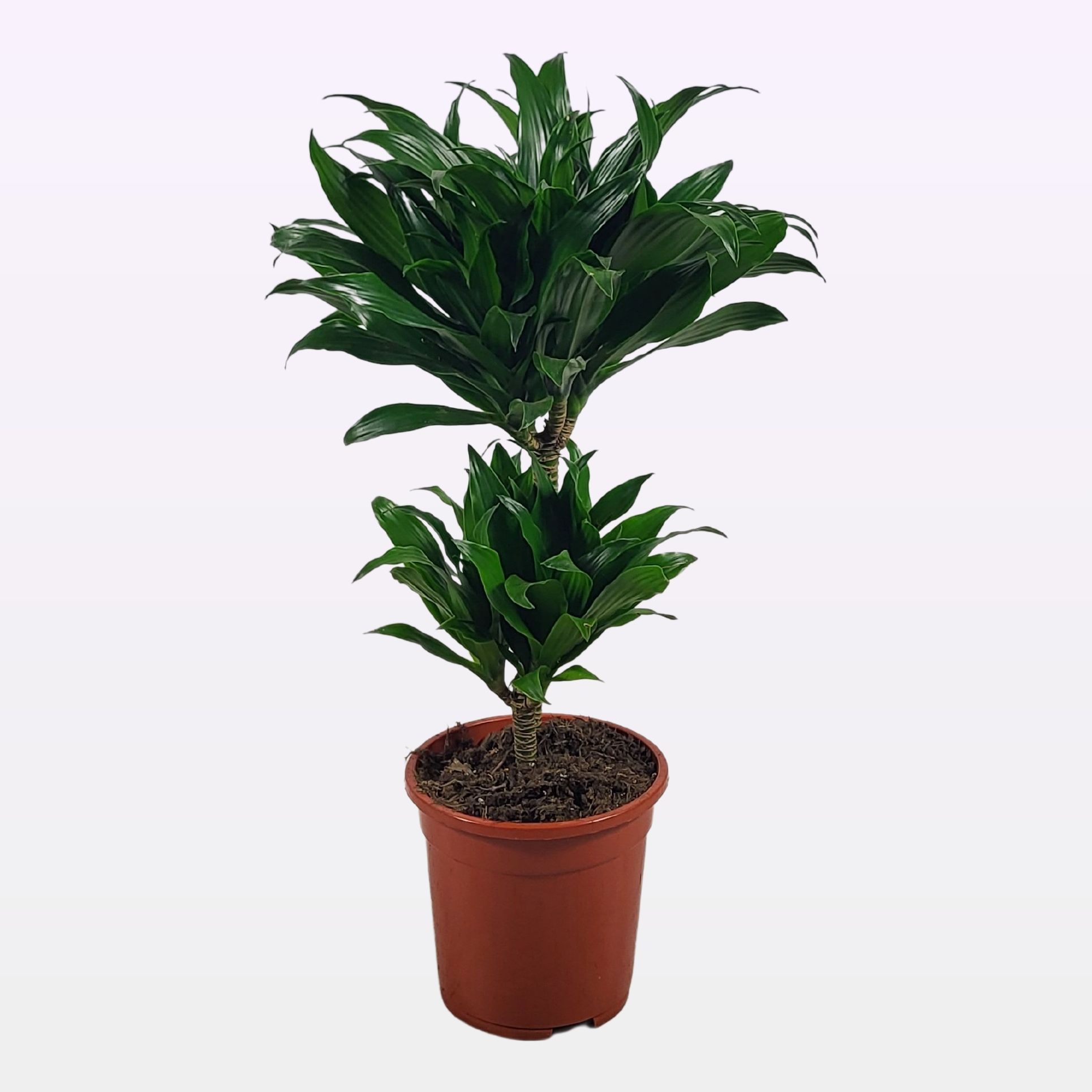 Dracaena compacta 30-10 55cm, D 17