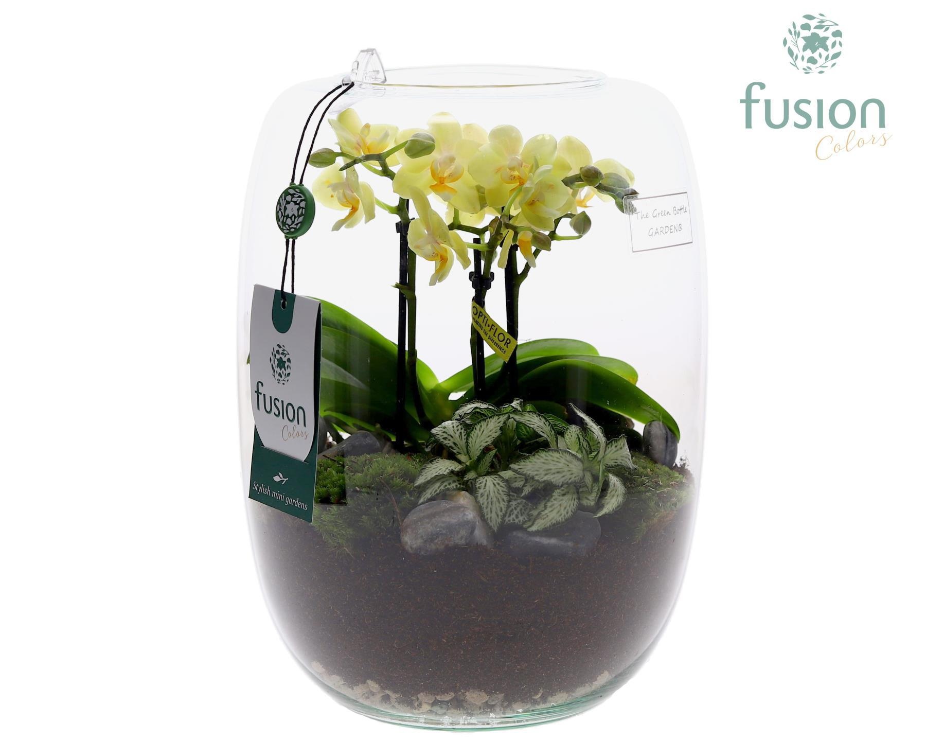 Green Bottle Isabella Large met Phalaenopsis Arrangement 24 uur levertijd, D 19