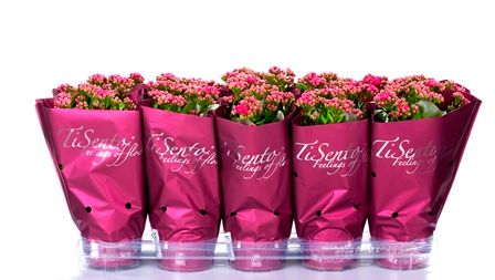 Calandiva 12 cm Paars in Paars, D 12