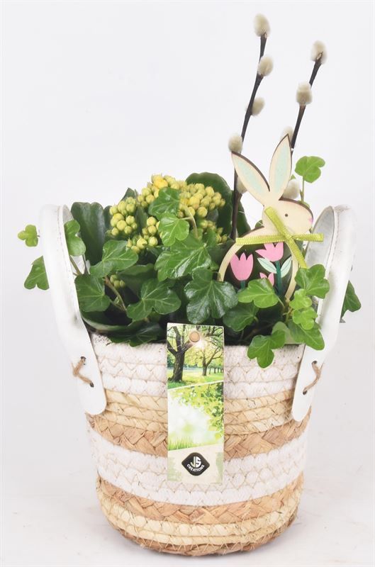 Maismand met oren Dia 13, D 13