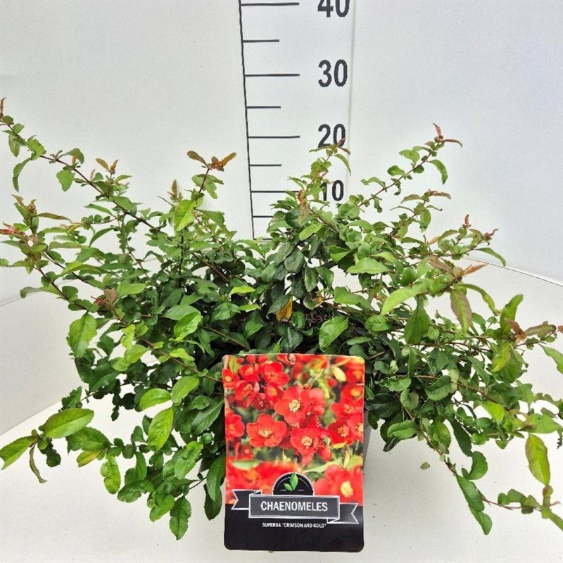 Chaenomeles sup. 'Crimson and Gold', D 29 cm